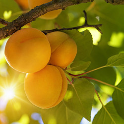 Golden Amber Apricot