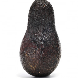 Sir Prize Avocado