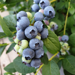 Southmoon Blueberry 