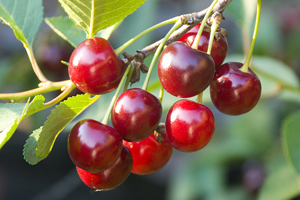 English Morello Cherry Clausen Nursery