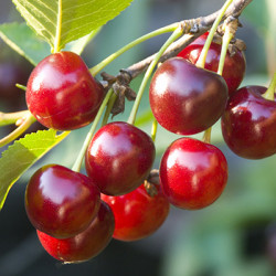 English Morello Cherry Clausen Nursery