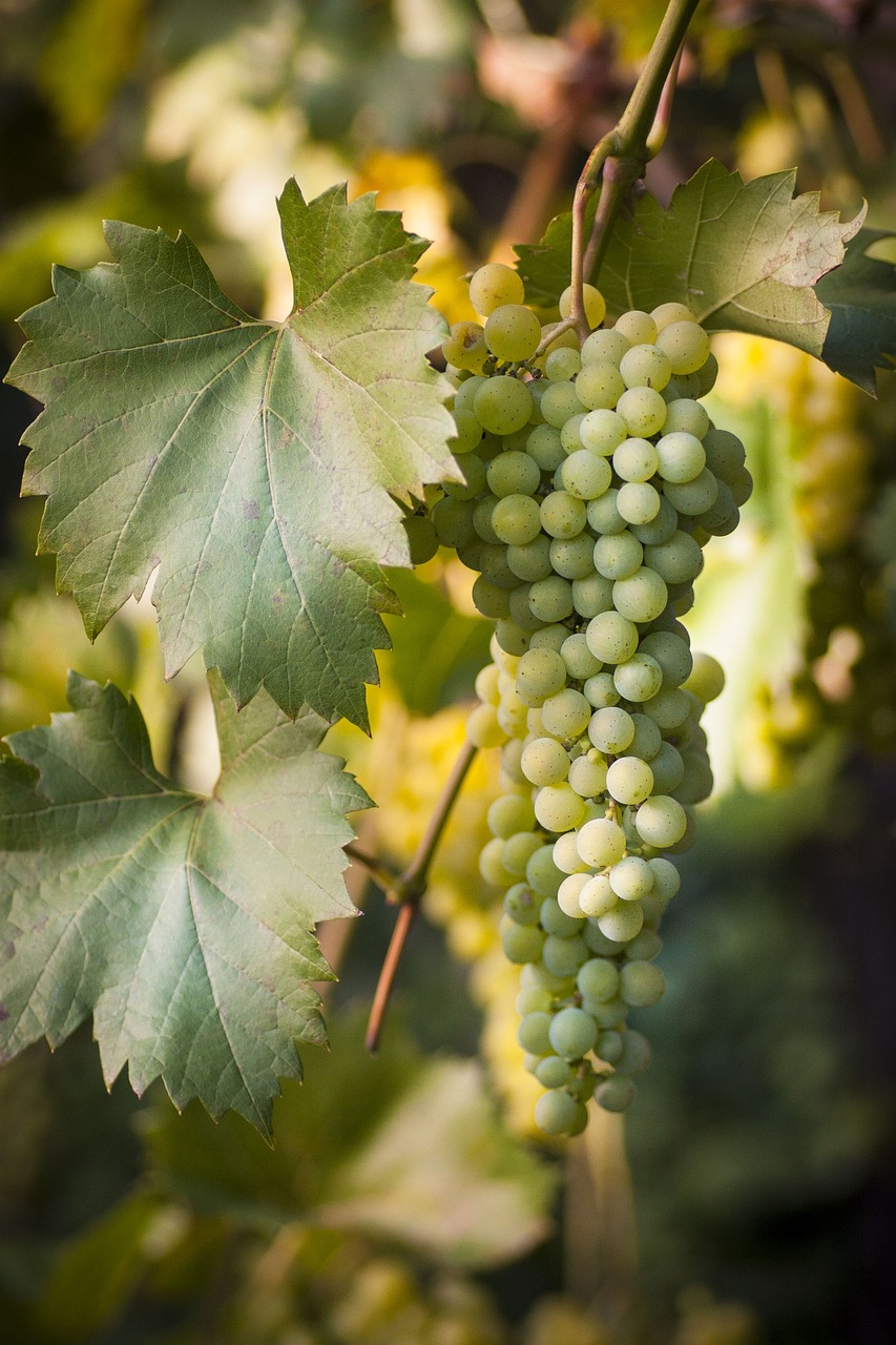Autumn Seedless Grape Vines