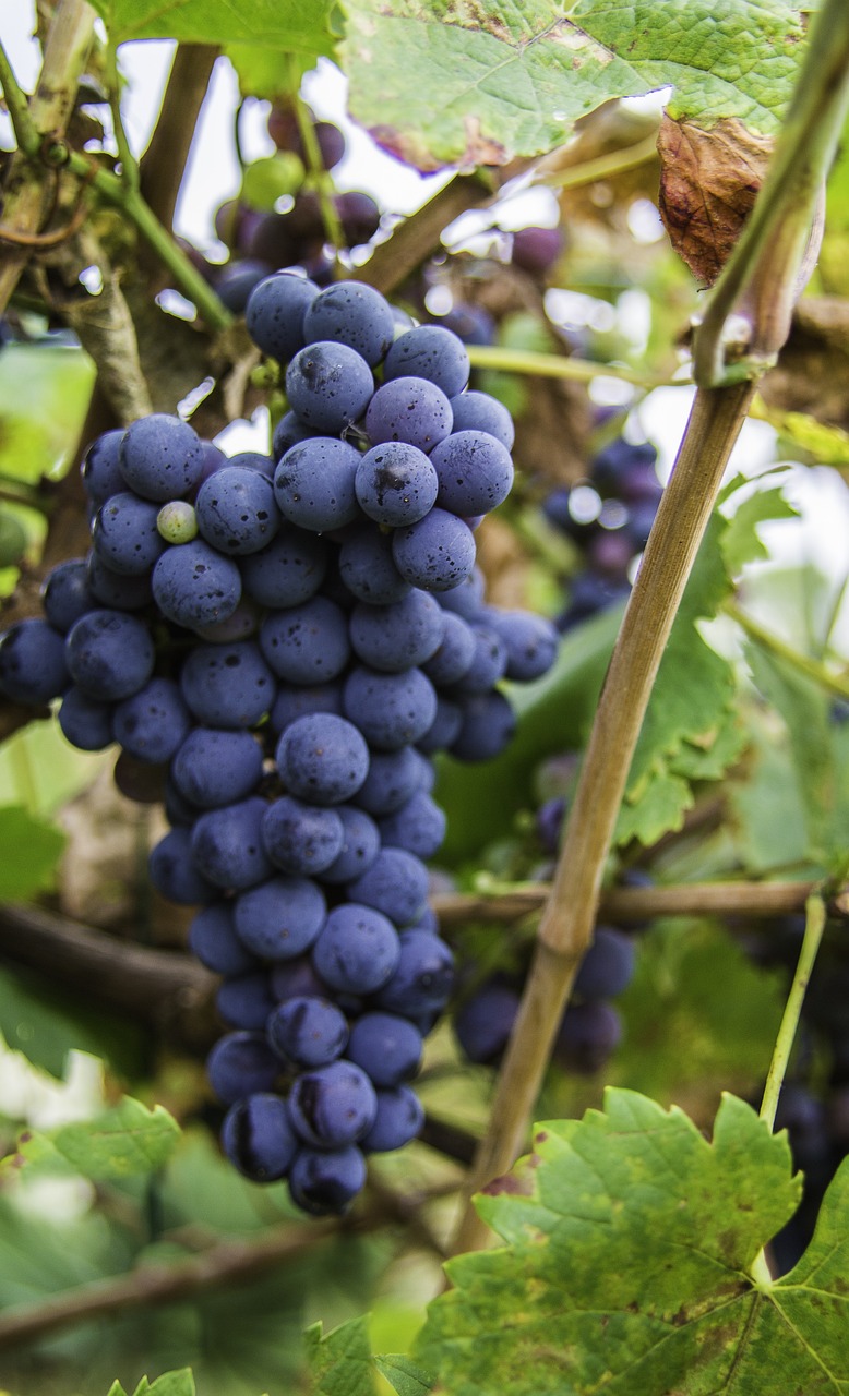 Black Monukka Seedless Grape Vines