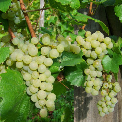 Thompson Seedless Grape Vines