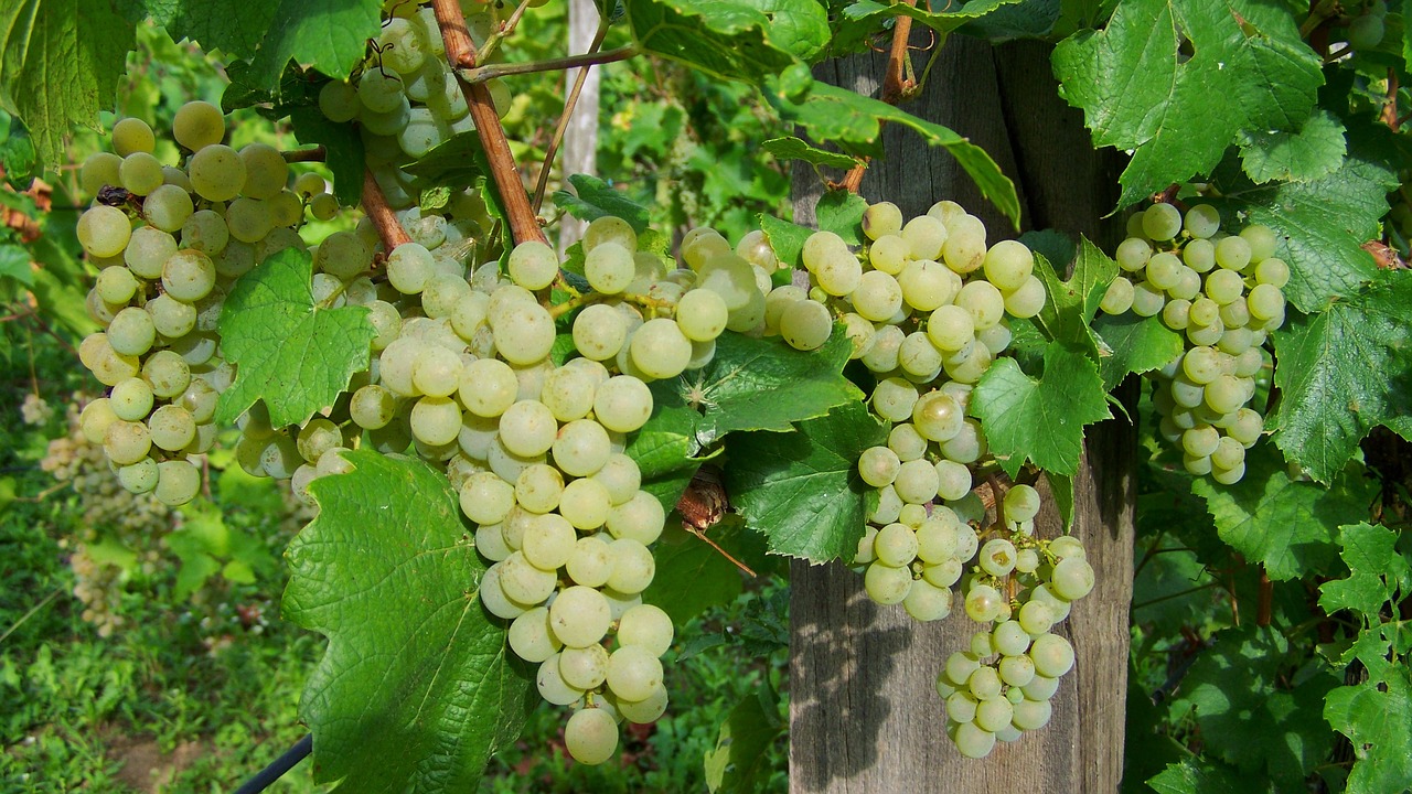Thompson Seedless Grape Vines