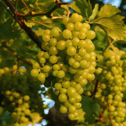Perlette Seedless Grape Vines
