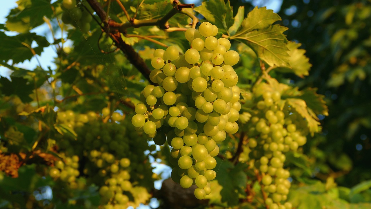 Perlette Seedless Grape Vines