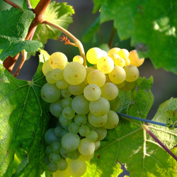 Princess Seedless Grape Vines