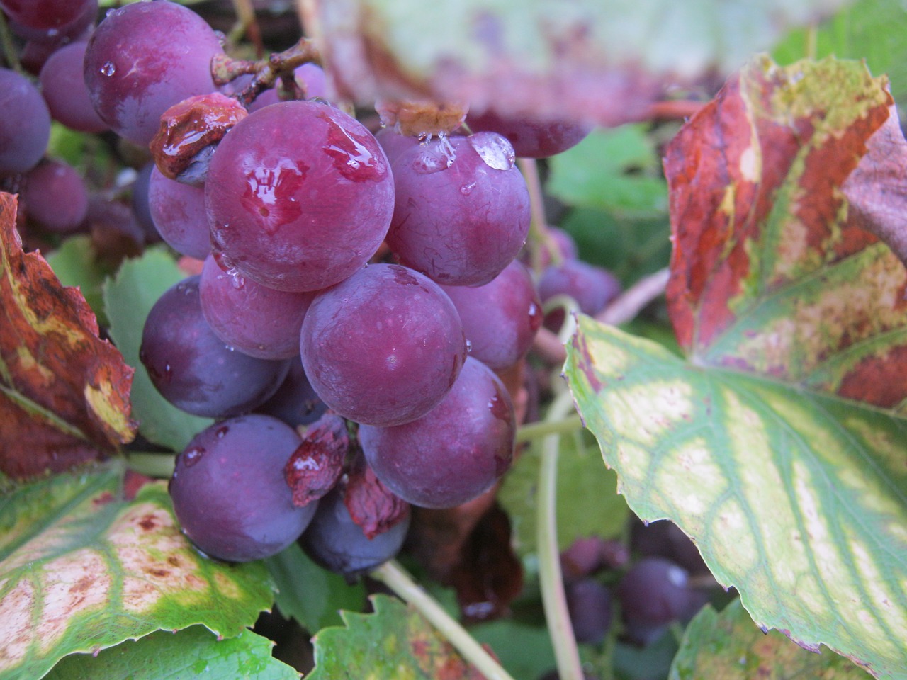 Crimson Seedless Grape Vines