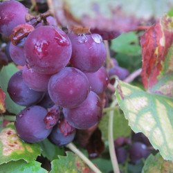 Crimson Seedless Grape Vines