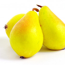Fan-Stil Pear Clausen Nursery