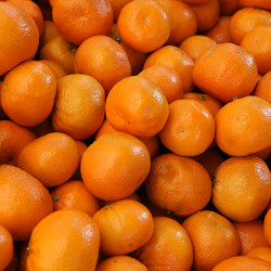 Murcott (Honey Tangerine)