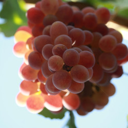 Brilliant Seedless Grape Vines