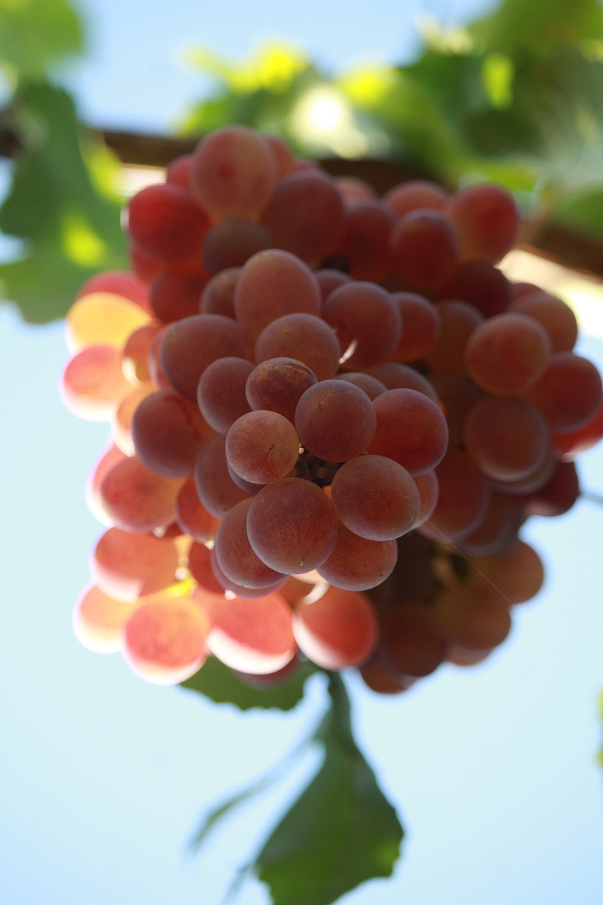 Brilliant Seedless Grape Vines